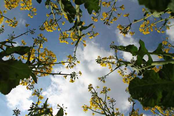 Einfach ins Rapsfeld gelegt...