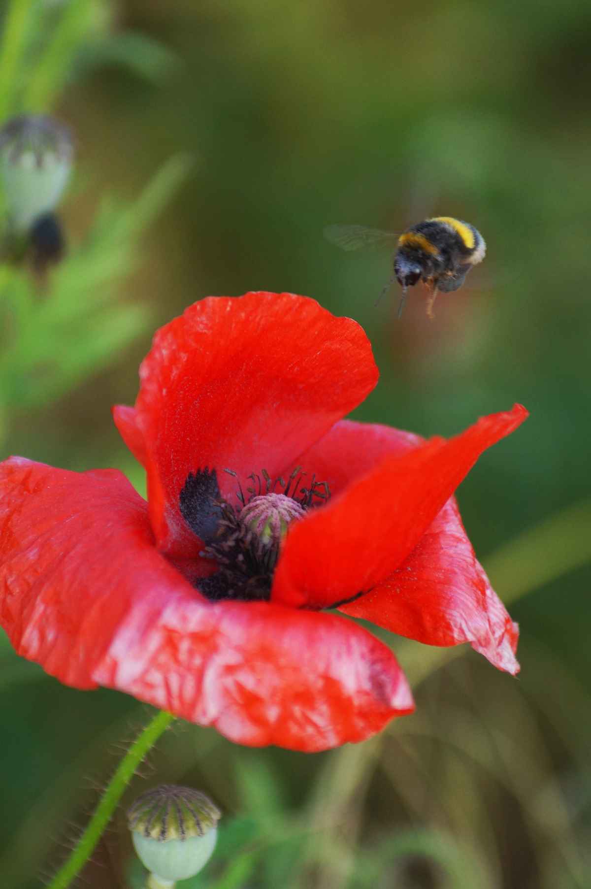 Mohnhummel