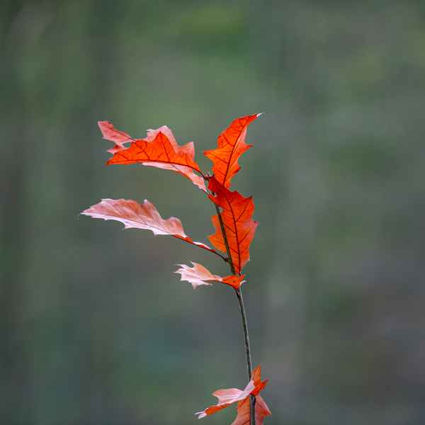 Herbstfarben