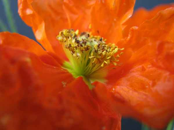 Mohn