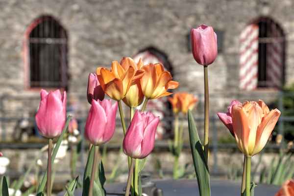 Grüße von der Landesgartenschau 2017 aus Bad Lippspringe, NRW