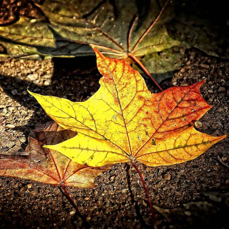 Herbstsonne