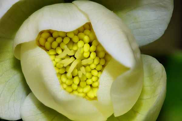 Christrose halb geöffent mit  Blütenstempeln