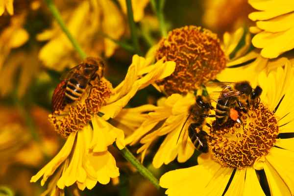 Bienenfleiss