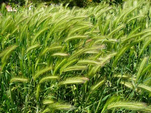 Grüne Ähren