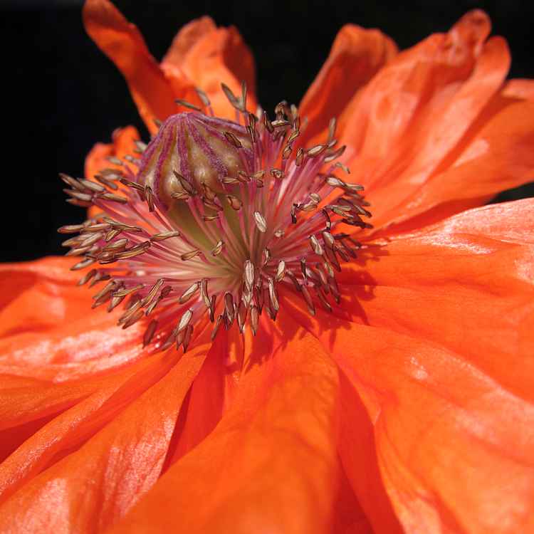 Mohnblume