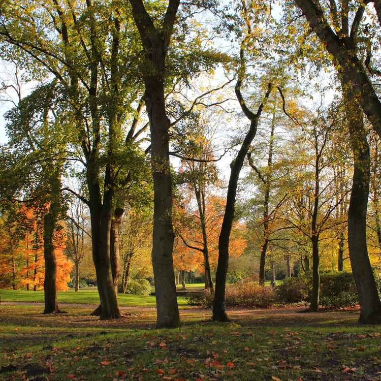 Herbst im Park
