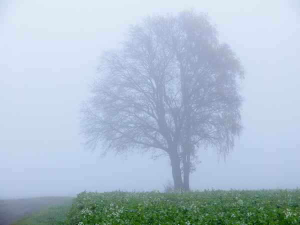 nebel in den feldern