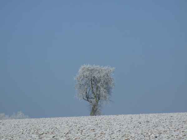 Winterreif im Odenwald, Serie 2