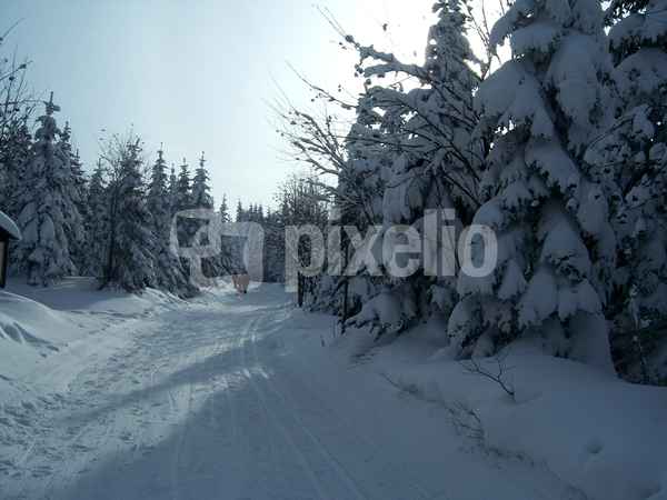 Winterwald im Erzgebirge (Altenberg)