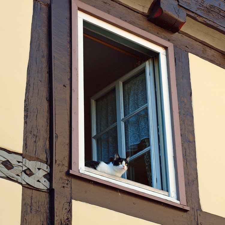Wooo... sind die Mäuse?