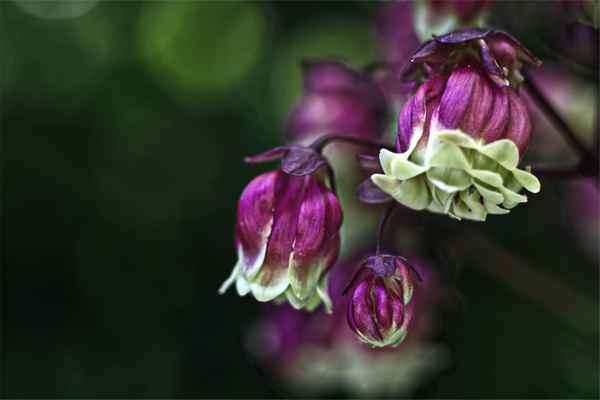 Kalanchoe Miniata