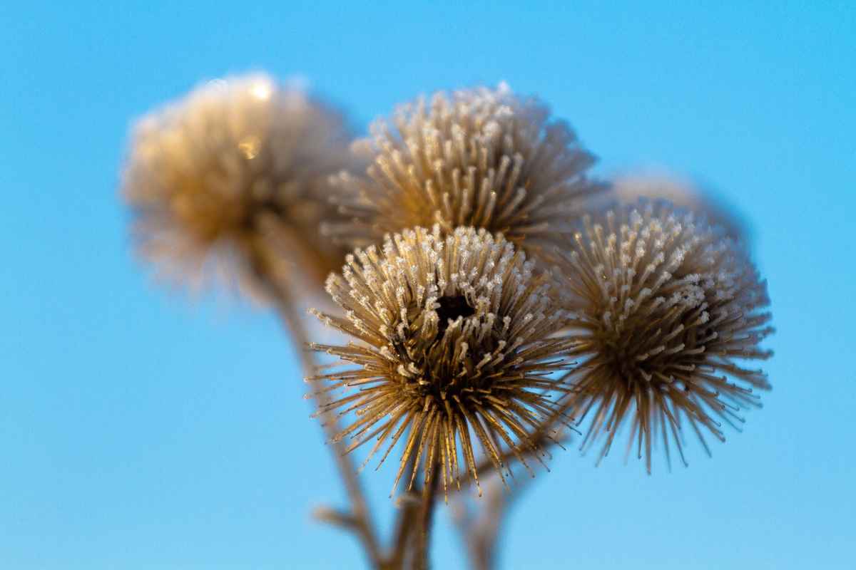Distel im WInter II