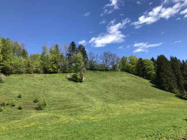 Wiese: Eistobel im Westallgäu / Foto. Alexander Hauk