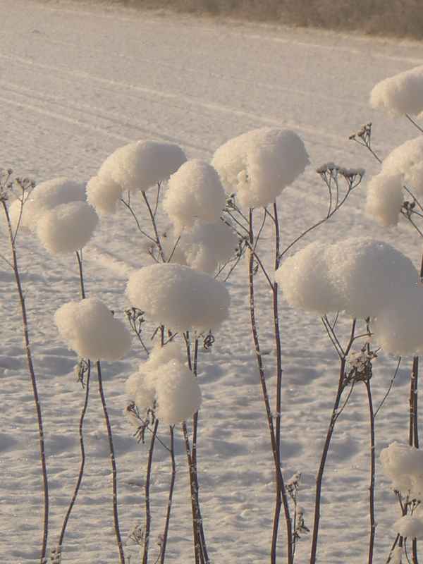 Verschneite Pflanzen am Wegrand
