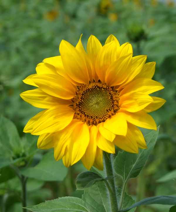 Sonnenblume
