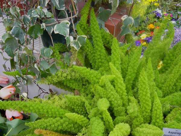 Botanischer Garten Berlin 8