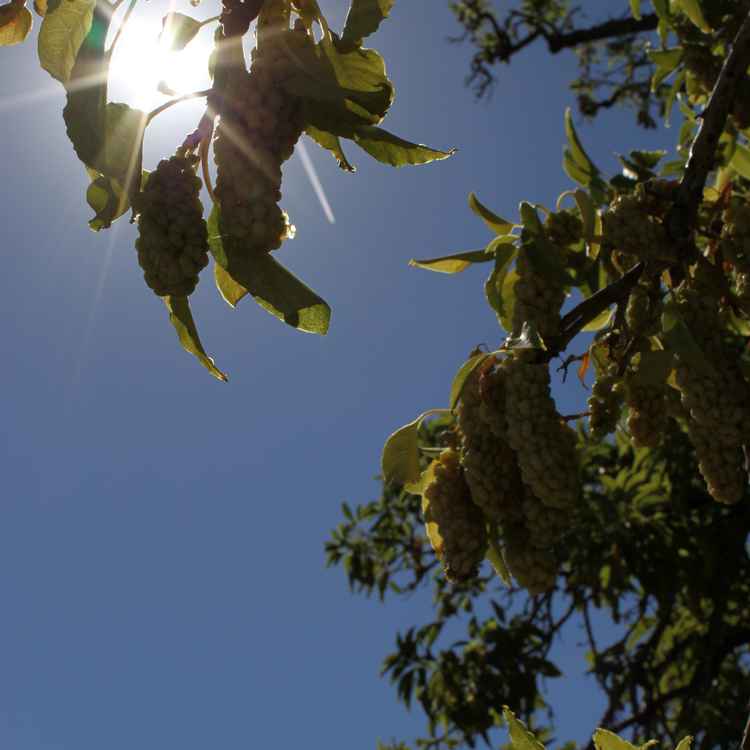 Lichtblick