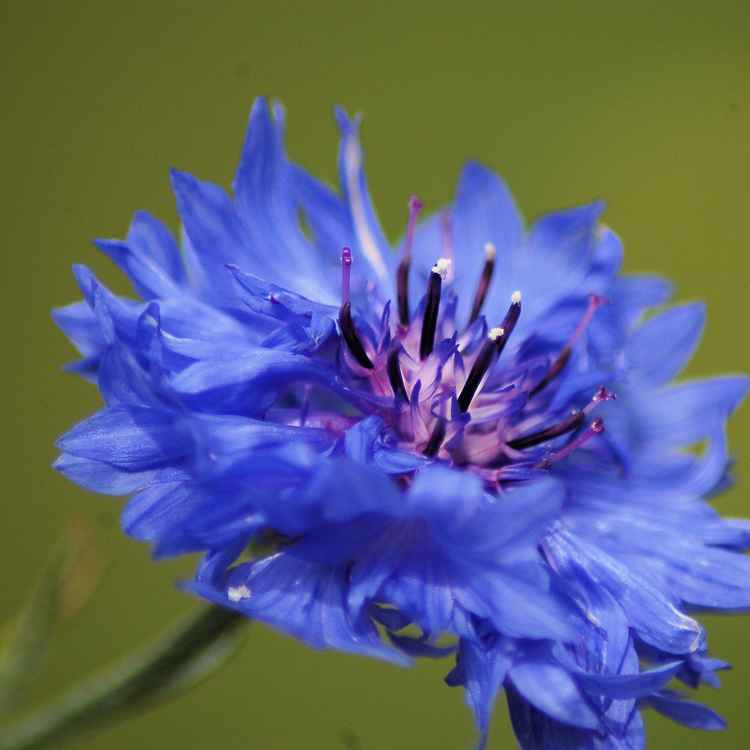 blauer Stern
