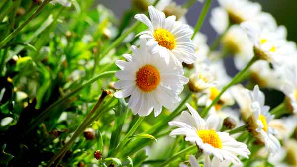Margeriten