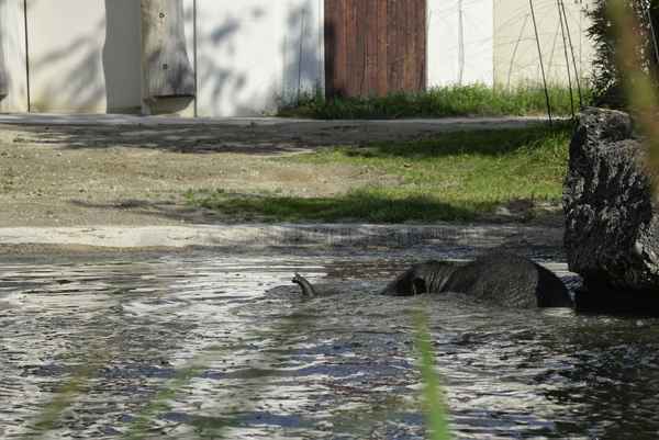 Elefantenbaby beim Baden I