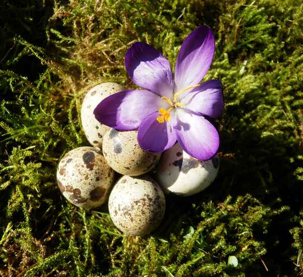 Osternest mit Krokus
