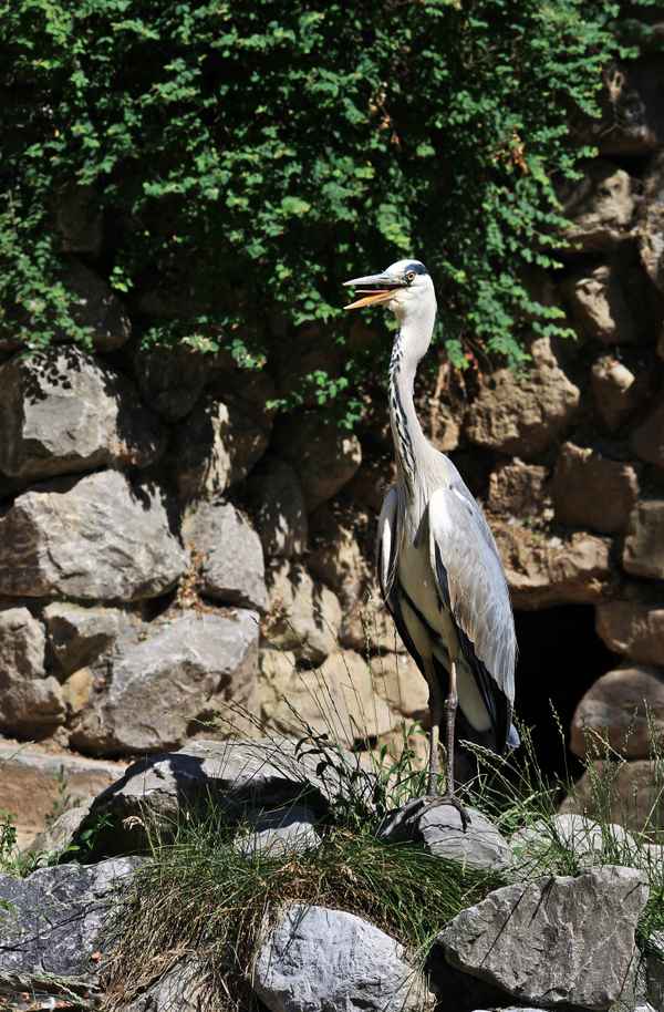 Fischreiher