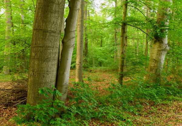 Laune der Natur