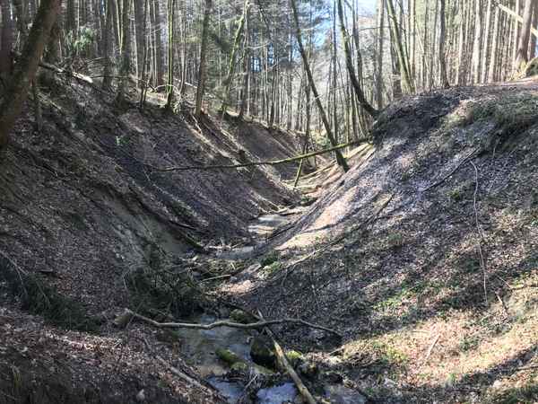 Frühling in einem Wald im Allgäu / Foto: Alexander Hauk