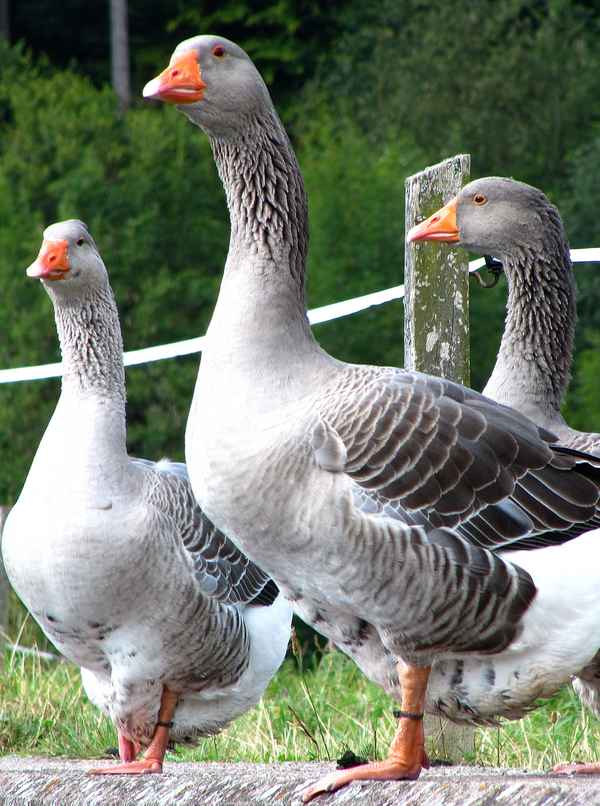 Gänse-Wachbataillon_3