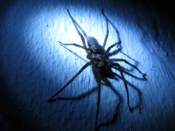 Hausspinne in blau