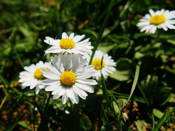 Kleine Dinger 17 -- Gänseblümchen