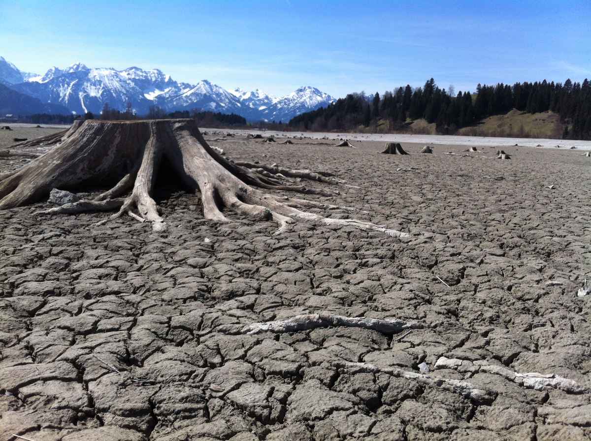 Baumstumpf im ausgelassenen Forggensee in Füssen / Foto: Alexander Hauk