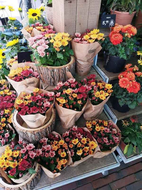 Herbstblumen