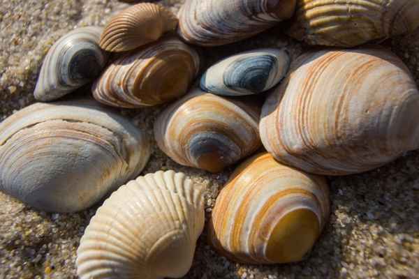 Muscheln 2
