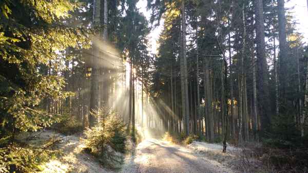 der Wald im Winter