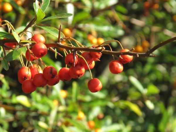 Beeren
