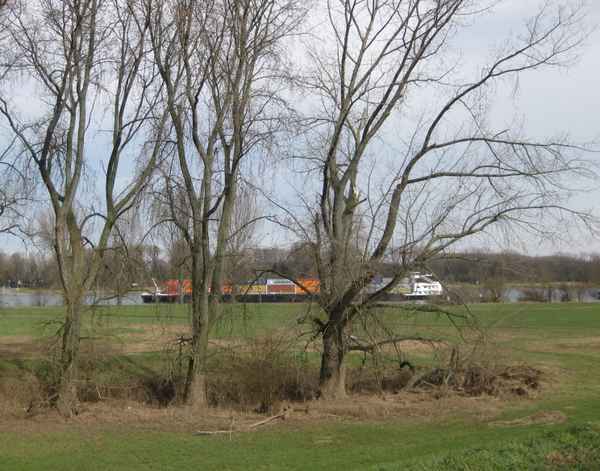 Am Niederrhein im Februar