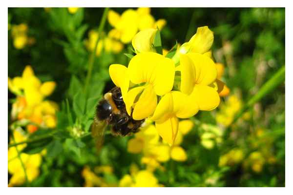 Die letzte Hummel?