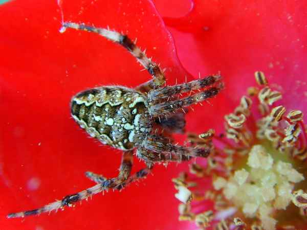 Kreuzspinne wartet in einer Rose versteckt...