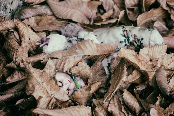 verloren und vergessen