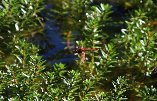 Blutrote Heidelibelle