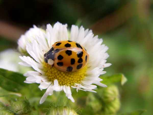 und noch ein käferchen....