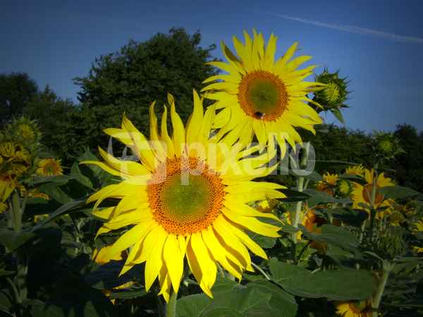 Blumen zum Selberschneiden 3