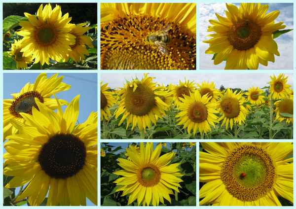 Collage mit Sonnenblumen