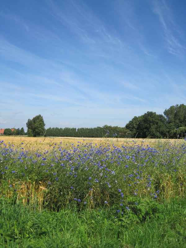 Sommer 7