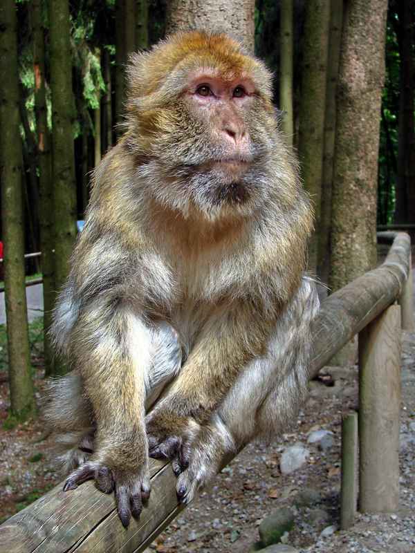 Berberaffe