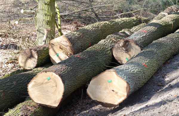 Auslichtung