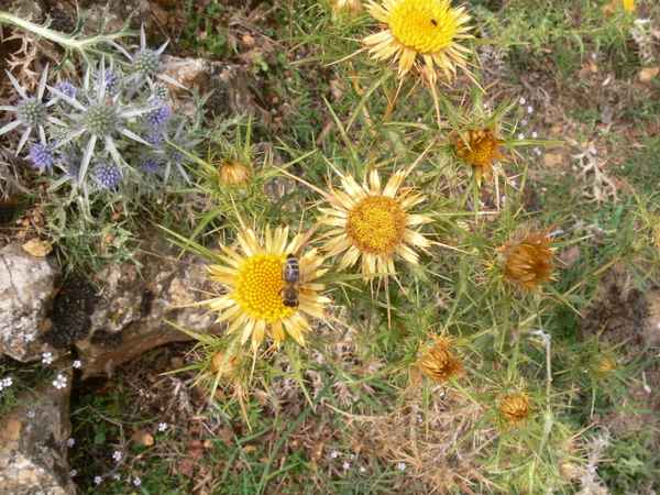 Biene auf gelber Distel