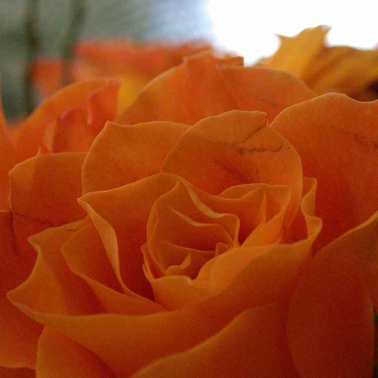 rose 02